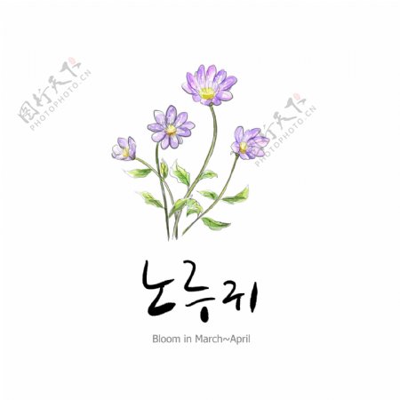 韩国小清新花朵背景