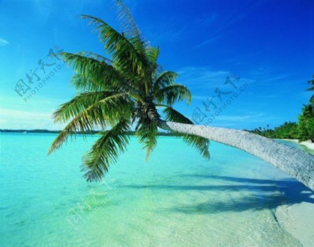 椰海风景