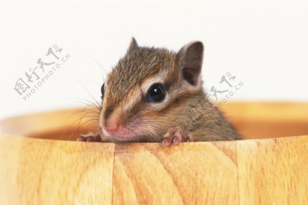 小动物宠物鼠96