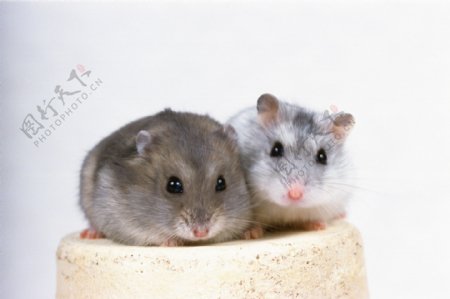 小动物宠物鼠89