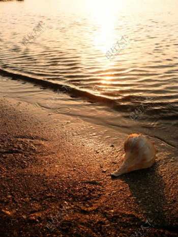 夕阳沙滩海螺图片