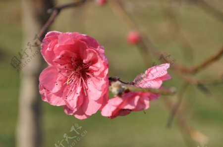 春季桃花盛开图片