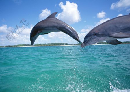 海洋大海碧海海洋生物鲸鱼鲨鱼海豚广告素材大辞典