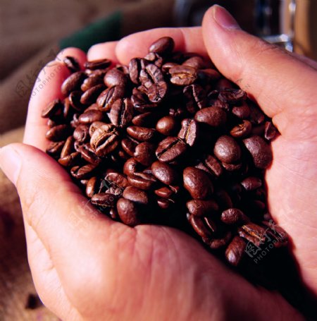 挑选优秀的咖啡种子筛选咖啡豆