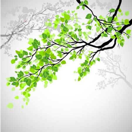 春天的树枝绿叶背景图片