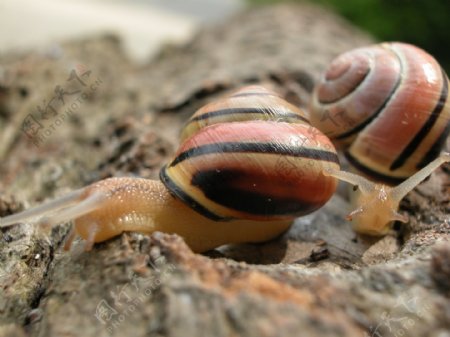 蜗牛昆虫图片