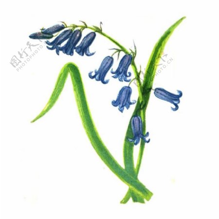 位图写意花卉艺术效果水彩花卉免费素材