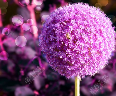 紫蒜花背景