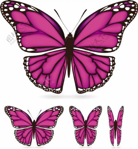 不同颜色的蝴蝶标本02向量