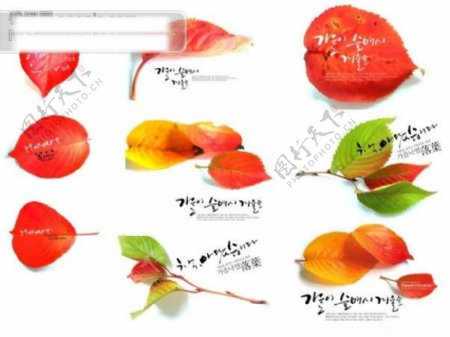 韩国红叶树叶PSD源文件红叶图片素材精美韩国树叶PSD分层模板树叶PSD分层模板