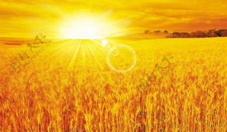 阳光照耀的金黄的麦田丰收景色图片