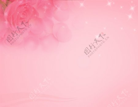 粉红色玫瑰背景图片