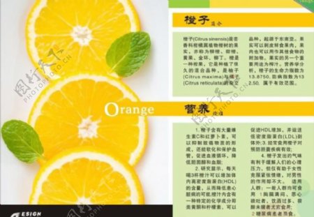 版式设计橘子图片
