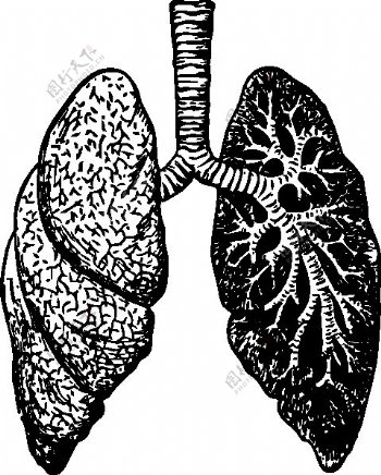 肺的剪辑艺术