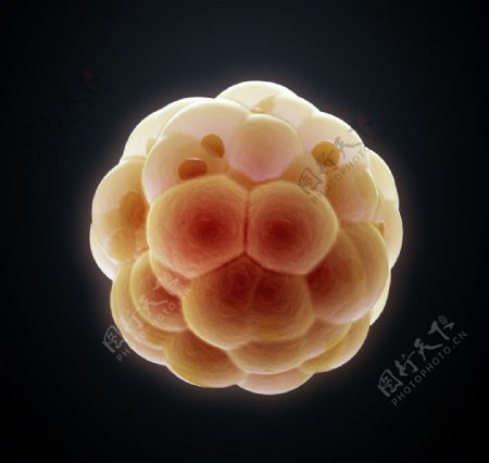 卵细胞图片