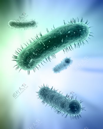 病毒细菌微生物图片