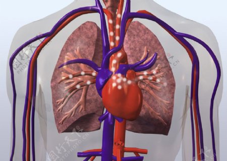 肺部肺呼吸图片