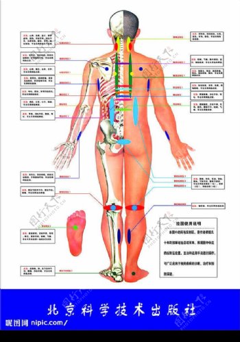 人体背部穴位按摩图图片