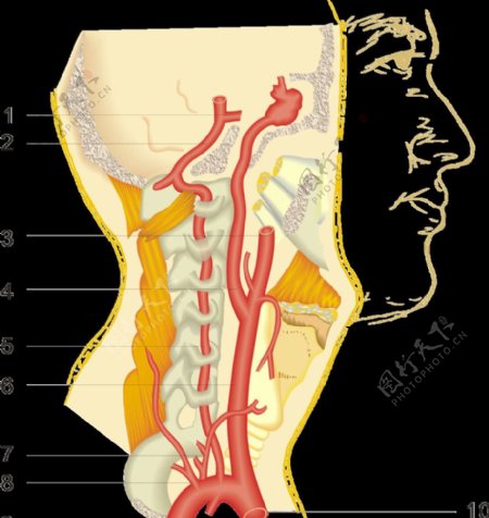脑血管图颈总动脉及其分支图片