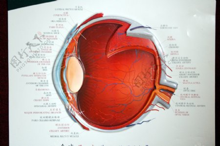 眼球剖面立体图图片