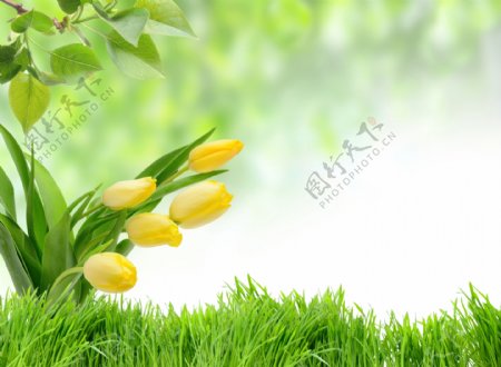 草地上的黄色郁金香图片