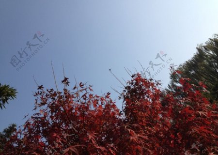 北京紫竹院风景图片