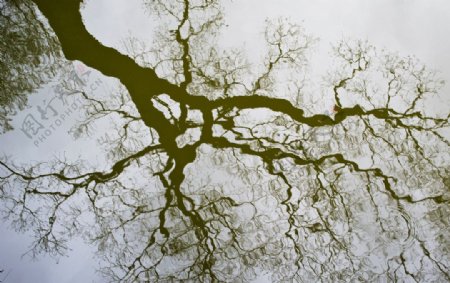 大树的水中倒影图片