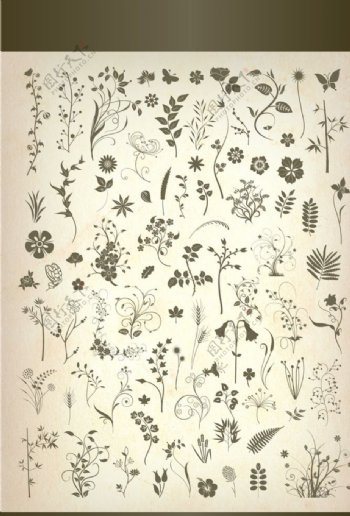 抽象植物花纹图片