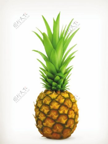 菠萝设计图片
