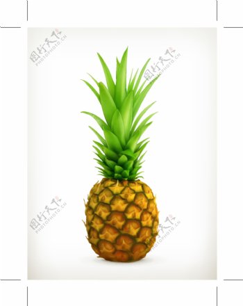 菠萝设计图片