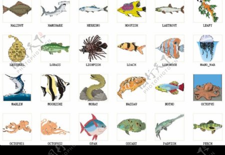 海底生物总动员图片
