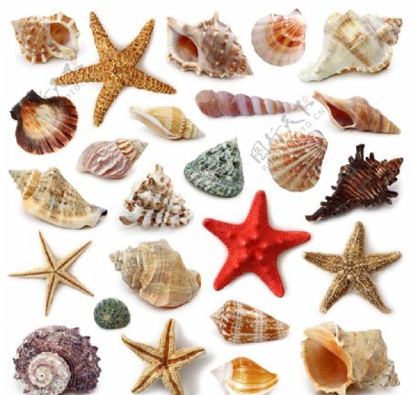贝壳海星图片