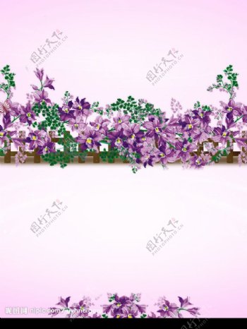 紫蔷薇图片