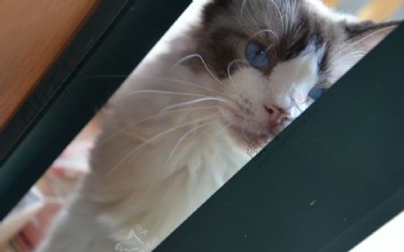 布偶猫蓝眼睛图片