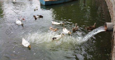 湖里戏水的鸭子图片