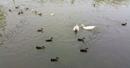 湖里戏水的鸭子图片