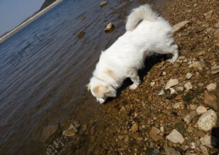 狗狗喝水图片