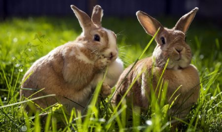 草地可爱灰兔图片