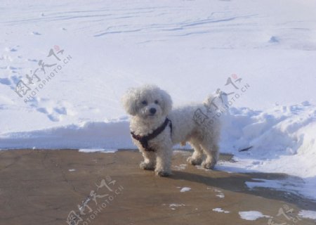 雪地里的狗狗图片
