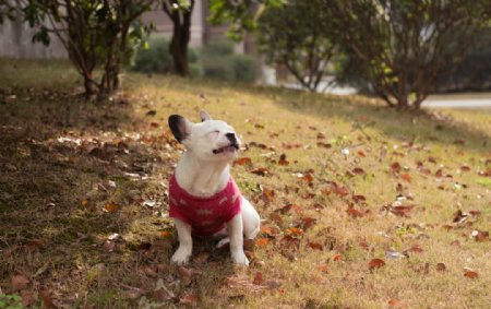 法国斗牛犬图片