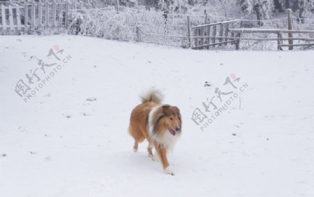 雪地里的牧羊犬图片