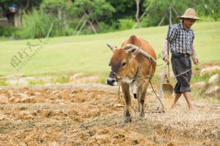 黄牛和农夫图片