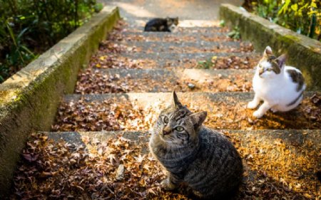 京都的猫图片