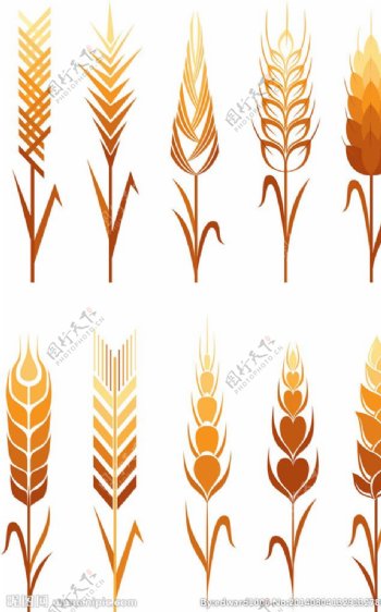 小麦麦穗图片