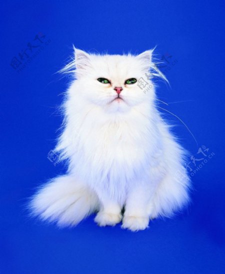 猫小猫猫咪白猫图片