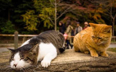 京都的猫图片