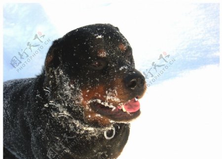 雪地狗图片