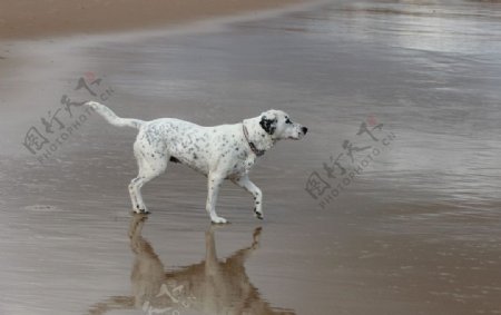 沙滩和狗图片