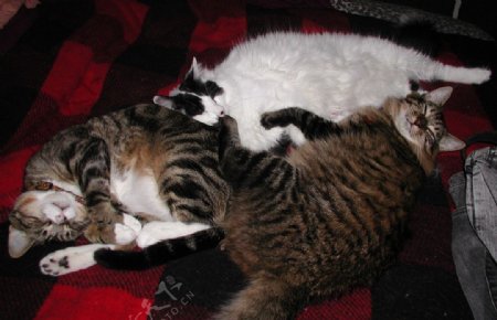 三只睡觉的猫图片