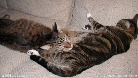 沙发上的两只猫图片